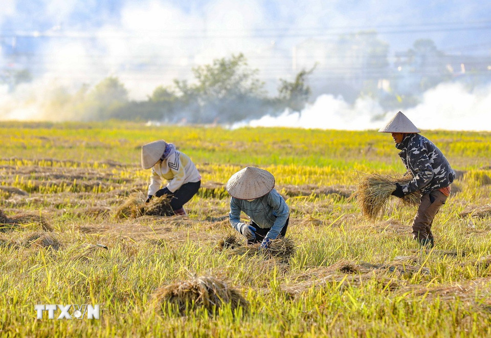 Người dân vùng lòng chảo Điện Biên thu hoạch lúa. (Ảnh: Xuân Tư/TTXVN)