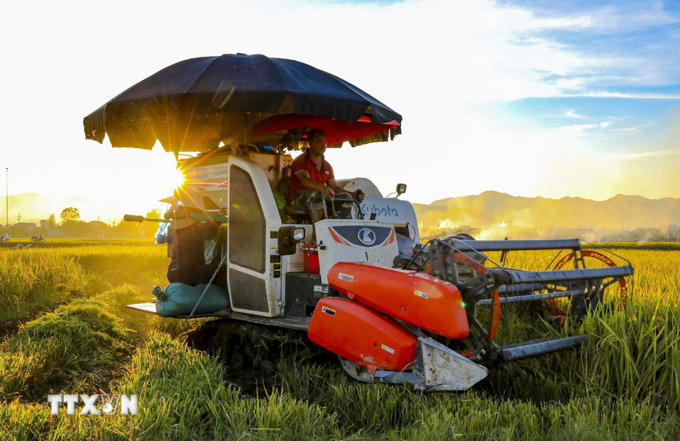 Người dân điều khiển máy gặt đập liên hợp trên cánh đồng Mường Thanh giữa ánh vàng của lúa chín. (Ảnh: Xuân Tư/TTXVN)