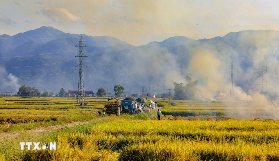 Mùa vàng trên cánh đồng Mường Thanh. (Ảnh: Xuân Tư/TTXVN)