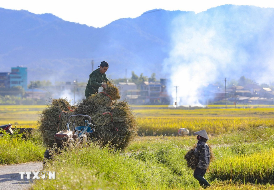 Người dân xếp từng bó lúa lên xe để chở về nhà. (Ảnh: Xuân Tư/TTXVN)