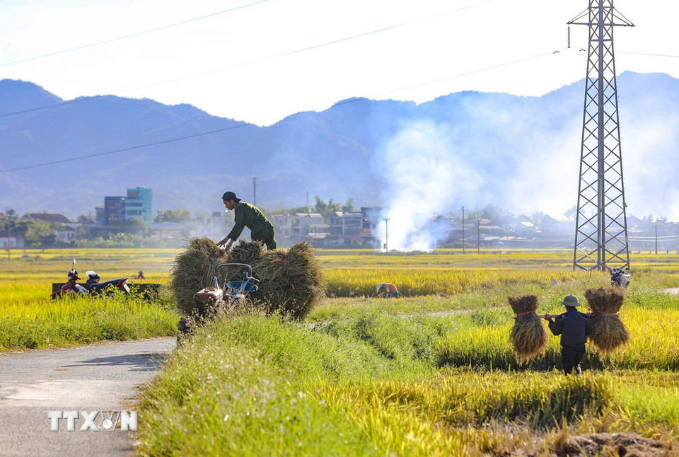 Khung cảnh ngày mùa trên cánh đồng Mường Thanh. (Ảnh: Xuân Tư/TTXVN)