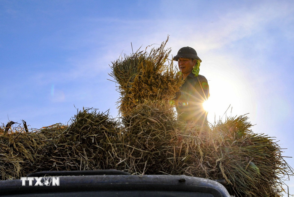Nét đẹp lao động trong ngày mùa nắng gắt. (Ảnh: Xuân Tư/TTXVN)