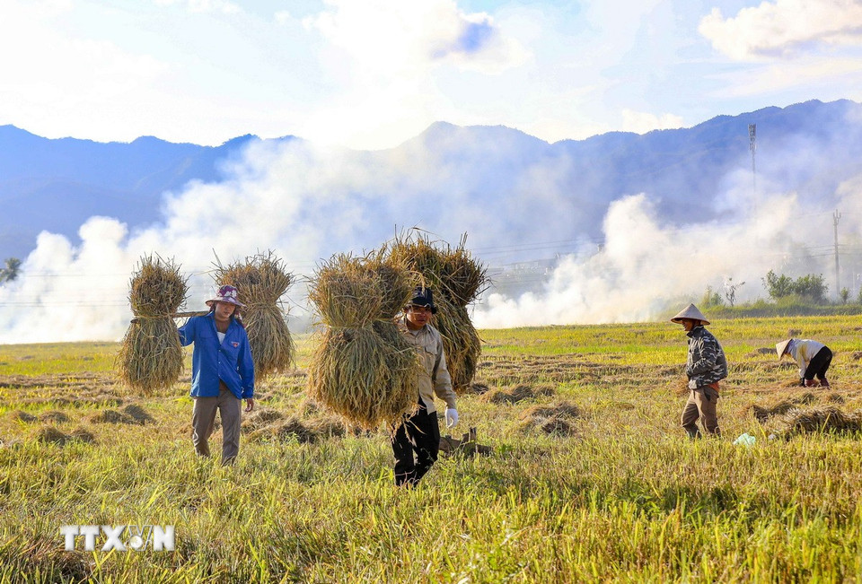 Những gánh lúa nặng trĩu báo hiệu một vụ mùa bội thu. (Ảnh: Xuân Tư/TTXVN)
