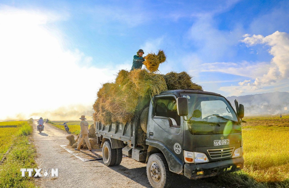 Những bó lúa nặng trĩu được nông dân vận chuyển lên xe, mang theo niềm vui vụ mùa bội thu trên cánh đồng Mường Thanh. (Ảnh: Xuân Tư /TTXVN)