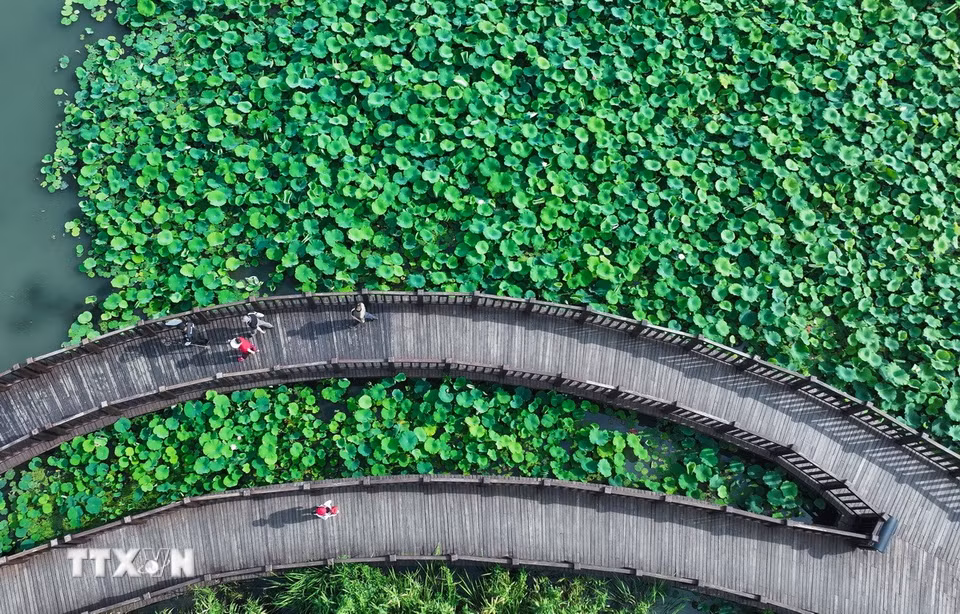 Du khách chiêm ngưỡng vẻ đẹp hoa sen tại tỉnh Giang Tô, Trung Quốc. (Ảnh: THX/TTXVN)