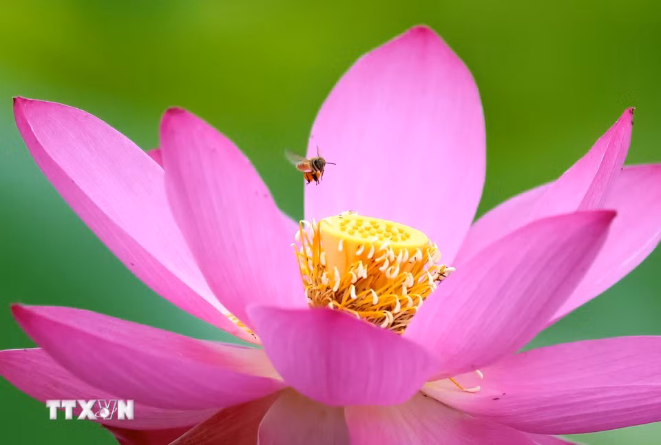 Hoa sen khoe sắc tại tỉnh Giang Tô, Trung Quốc. (Ảnh: THX/TTXVN)