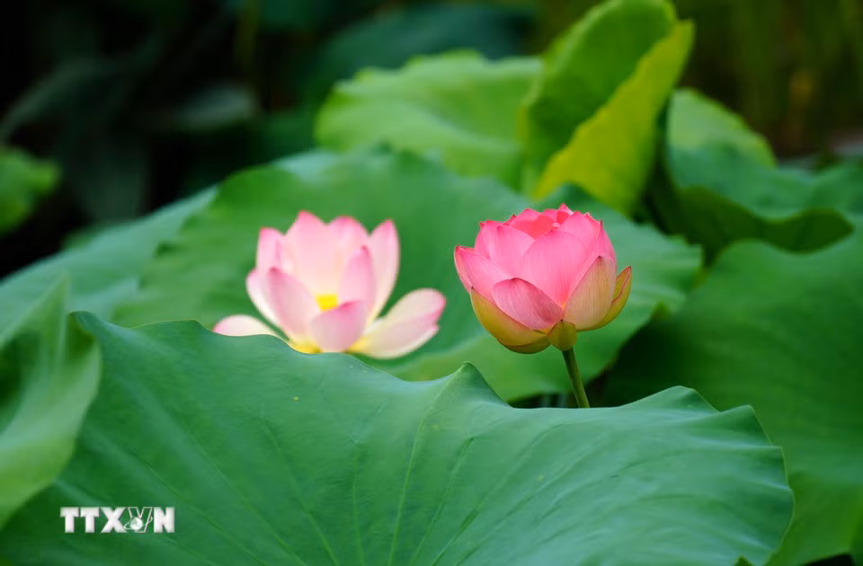 Hoa sen khoe sắc tại tỉnh Chiết Giang, Trung Quốc. (Ảnh: THX/TTXVN)