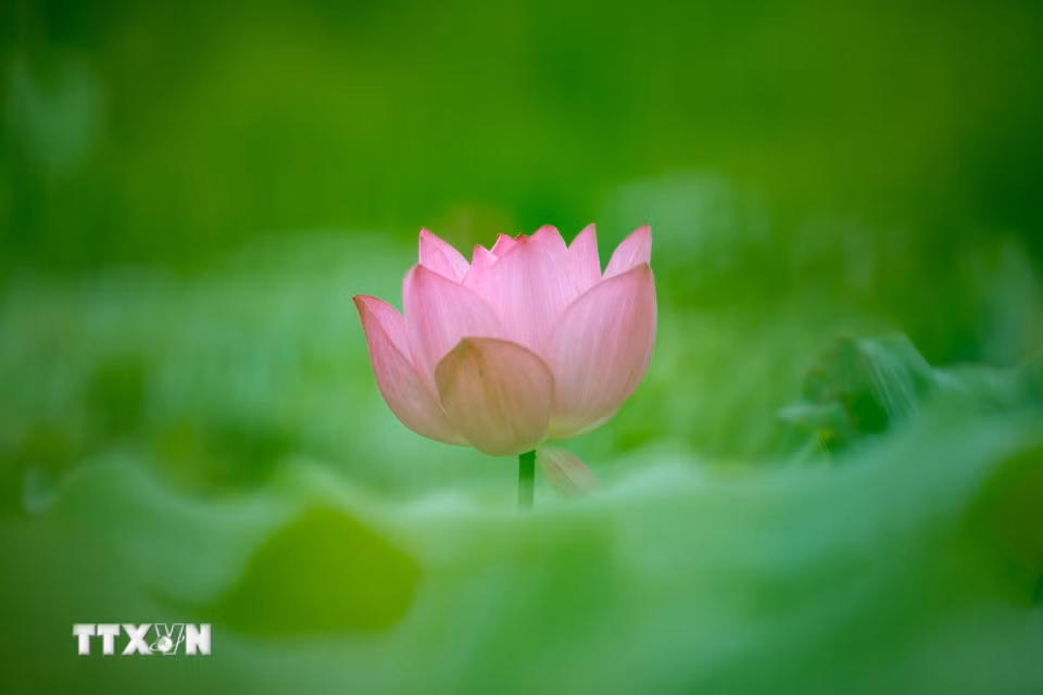 Hoa sen khoe sắc tại tỉnh Giang Tô, Trung Quốc. (Ảnh: THX/TTXVN)