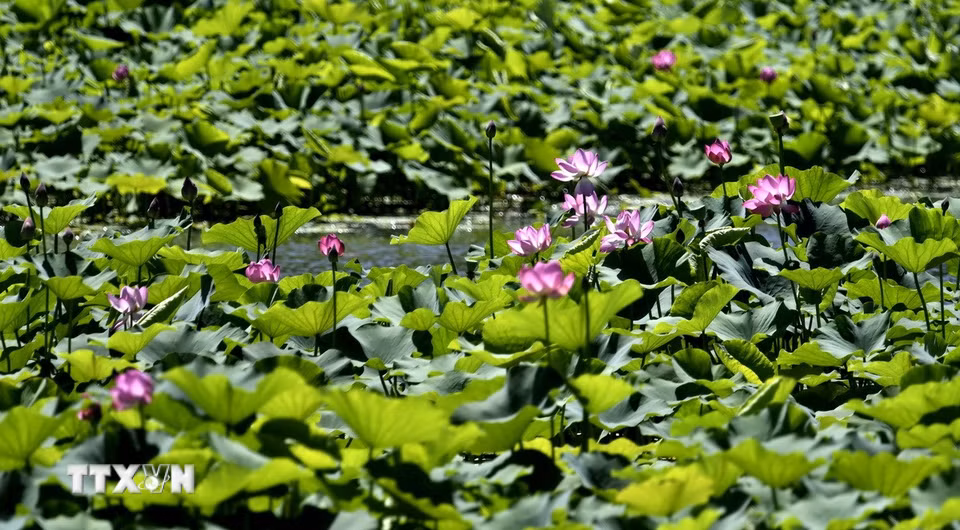 Hoa sen nở rộ tại Bắc Kinh, Trung Quốc. (Ảnh: THX/TTXVN)