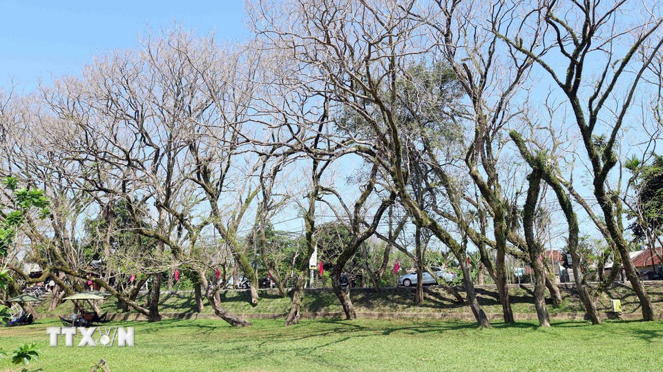 Hàng cây sưa cổ thụ là nét đặc trưng ở làng sinh thái Hương Trà. (Ảnh: Đỗ Trưởng/TTXVN)