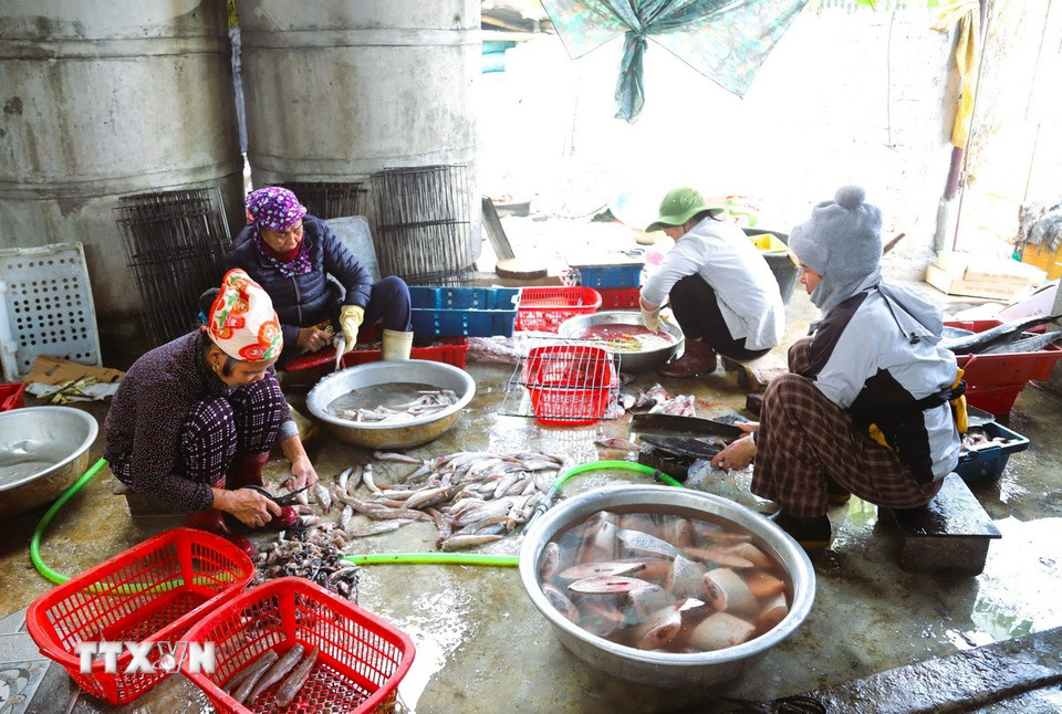 Tùy từng loại cá biển, người dân sẽ cắt vi, vảy, loại bỏ mang, bỏ ruột, chặt thành khúc hoặc để nguyên con. Các công đoạn sơ chế, người làm cá sẽ dùng đến các loại dao, dụng cụ chuyên dùng khác nhau. (Ảnh: Xuân Tiến/TTXVN)