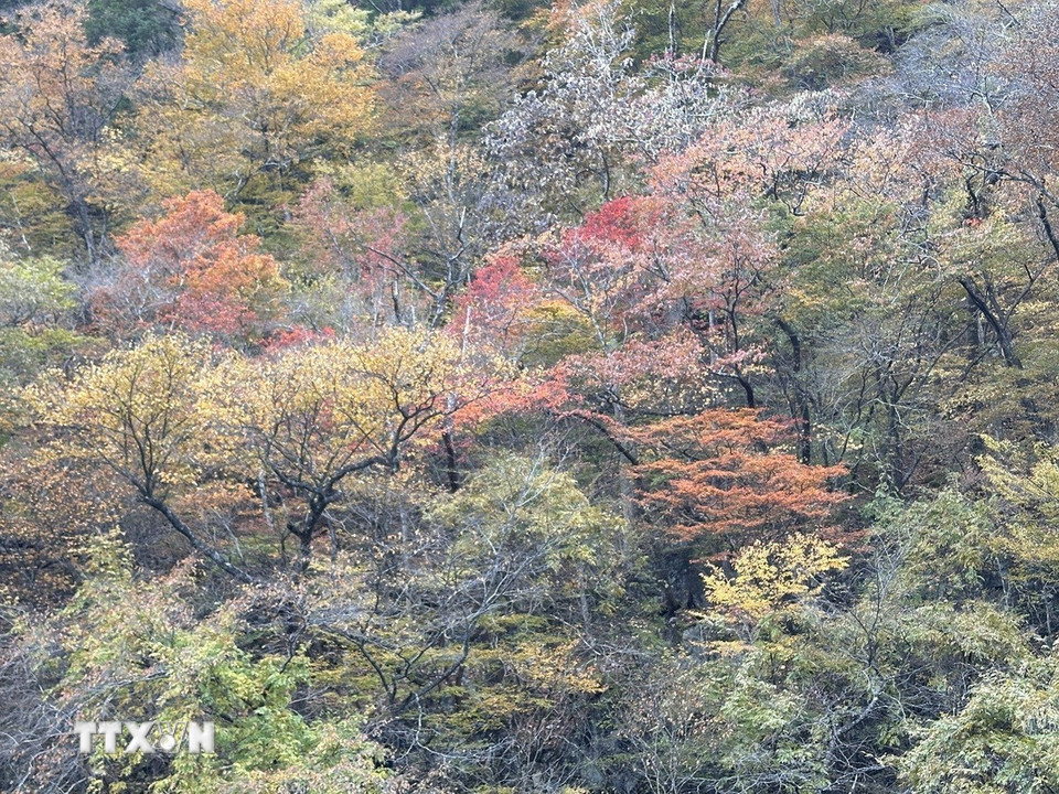 Thiên nhiên Nikko rực rỡ trong mùa thu. (Ảnh: Nguyễn Tuyến/TTXVN)