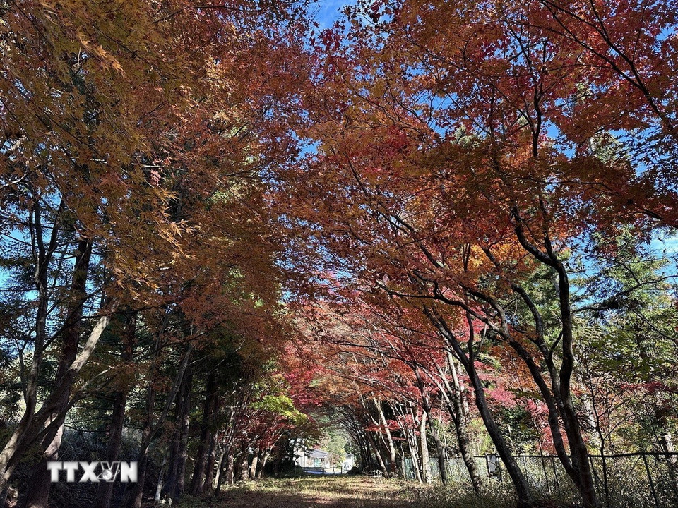 Đến Nikko vào mùa thu, ở bất kỳ nơi đâu cũng có thể bắt gặp những con đường nhỏ rợp bóng hai hàng cây phong lá đỏ đẹp như thế giới cổ tích. (Ảnh: Nguyễn Tuyến/TTXVN)