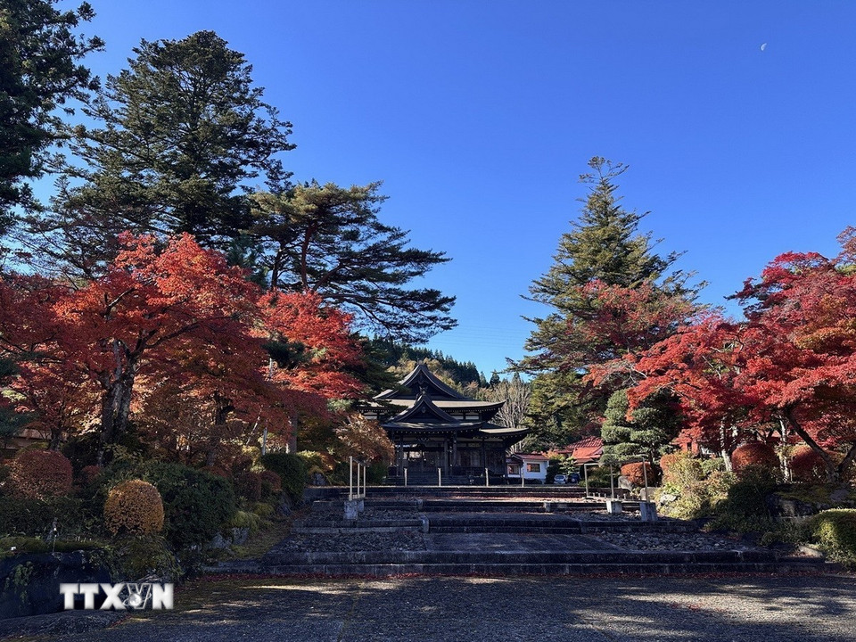 Một rừng phong ở Nikko vào thời điểm đẹp nhất trong năm. (Ảnh: Nguyễn Tuyến/TTXVN)