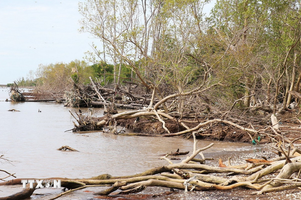 Đai rừng với hệ sinh thái gồm cây đước, cây bần, cây mắm... đã bị nước biển xâm thực. (Ảnh: Hữu Chí/TTXVN)