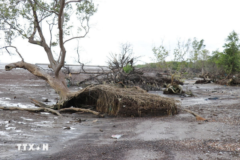 Nếu không có giải pháp bảo vệ, đai rừng phòng hộ tuyến đê biển Gò Công sẽ bị xói lở hết trong tương lai. (Ảnh: Hữu Chí/TTXVN)
