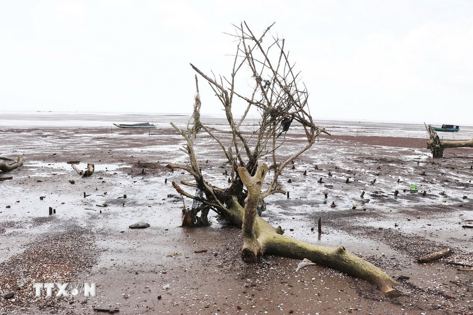 Đai rừng phòng hộ dài hàng chục mét hiện chỉ còn trơ trọi vài gốc cây. (Ảnh: Hữu Chí/TTXVN)