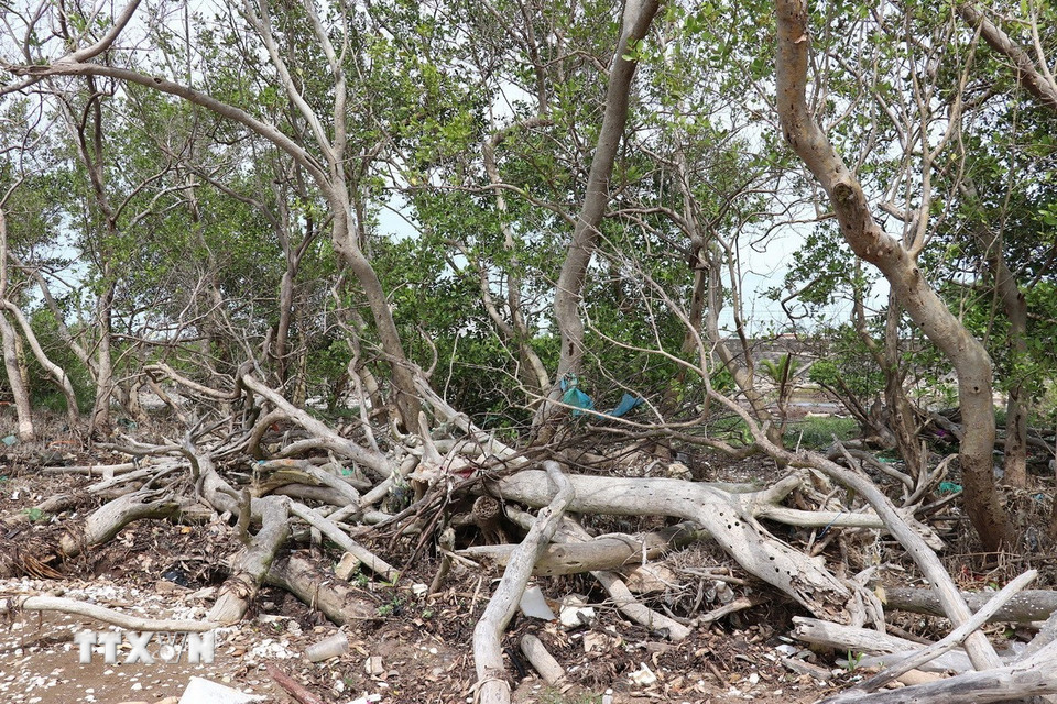 Một số rặng cây hiếm hoi của đai rừng phòng hộ biển Gò Công (Đồng Tháp) còn sót lại. (Ảnh: Hữu Chí/TTXVN)