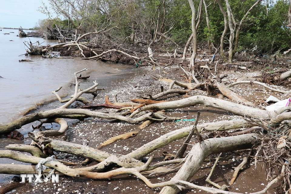 Hiện trạng một đoạn đai rừng phòng hộ biển Gò Công (Đồng Tháp). (Ảnh: Hữu Chí/ TTXVN)