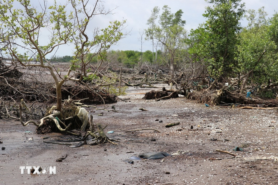 Đai rừng phòng hộ trước đây dày vài trăm mét đã bị nước biển tấn công, gây xói lở. (Ảnh: Hữu Chí/TTXVN)