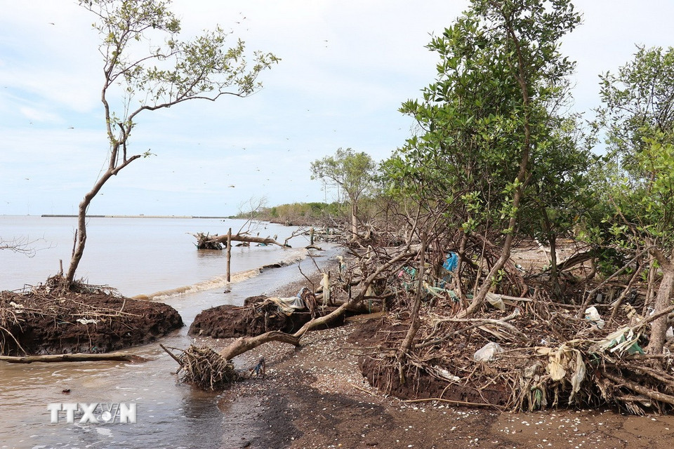 Sóng biển tấn công trực tiếp gây xói lở đai rừng phòng hộ biển Gò Công (Đồng Tháp). (Ảnh: Hữu Chí/TTXVN)
