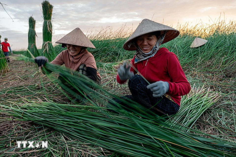 Trong nghề dệt chiếu thì khâu vất vả nhất là đi cắt cói ngoài đồng từ 2 - 3 giờ sáng. (Ảnh: Khánh Hòa/TTXVN)