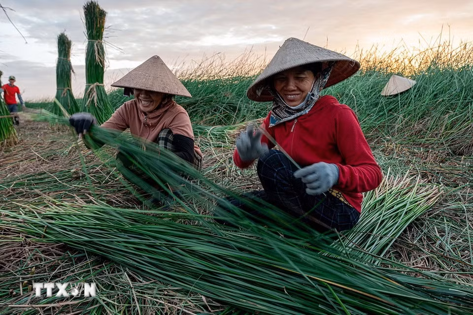 Trong nghề dệt chiếu thì khâu vất vả nhất là đi cắt cói ngoài đồng từ 2 - 3 giờ sáng. (Ảnh: Khánh Hòa/TTXVN)