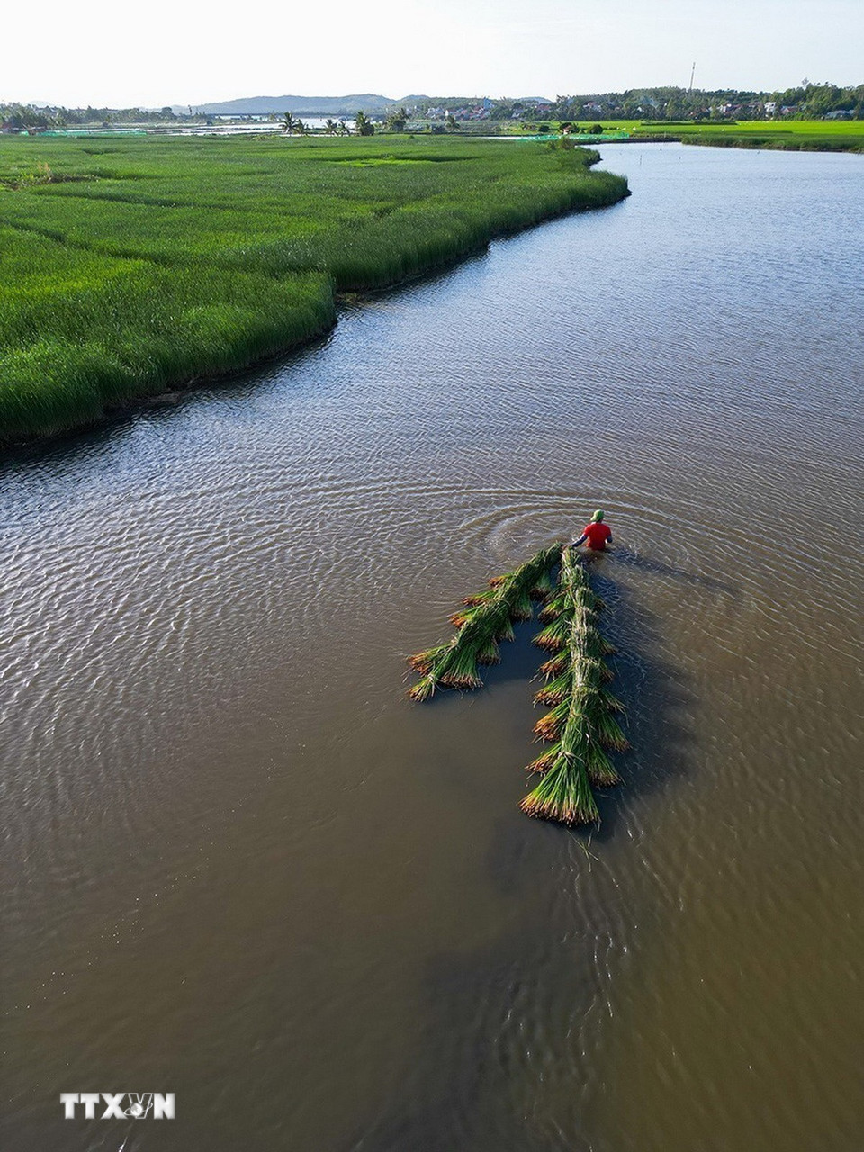 Với người dân thôn Phú Tân, cắt cói là công đoạn nặng nhọc nhất vì được trồng ở vùng nước mặn, sình, bùn. Mỗi năm cói cho thu hoạch được 2 vụ vào tháng 5 và tháng 7 âm lịch. (Ảnh: Khánh Hòa/TTXVN)