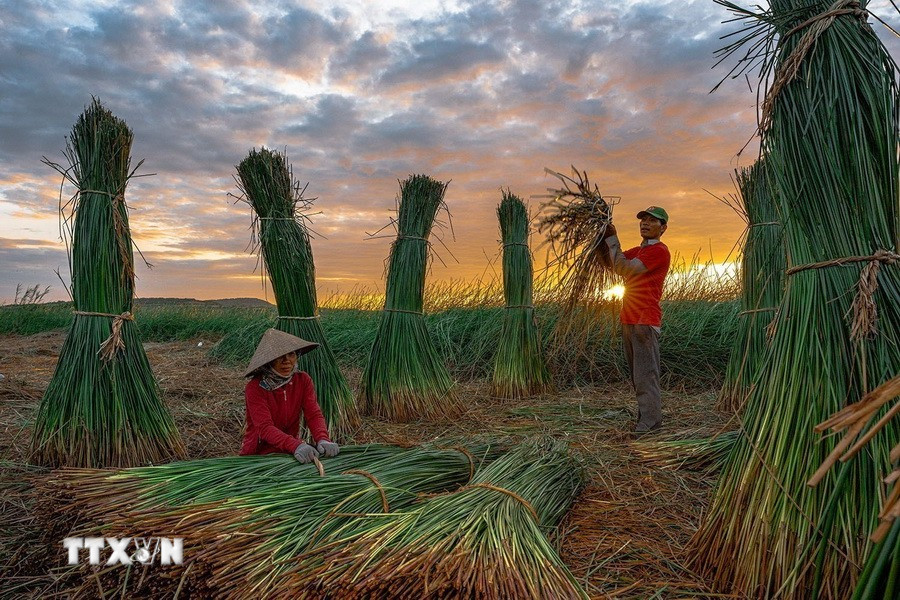 Người dân thôn Phú Tân thu hoạch cói từ sáng sớm. (Ảnh: Khánh Hòa/TTXVN)
