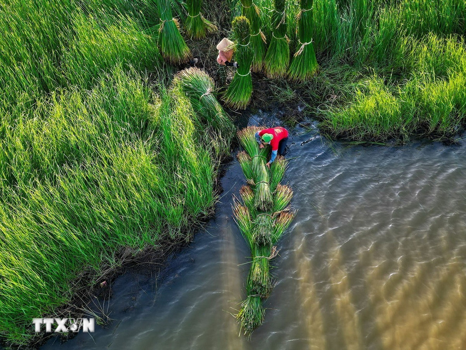 Người dân kết cói thành bè để dễ vận chuyển. (Ảnh: Khánh Hòa/TTXVN)