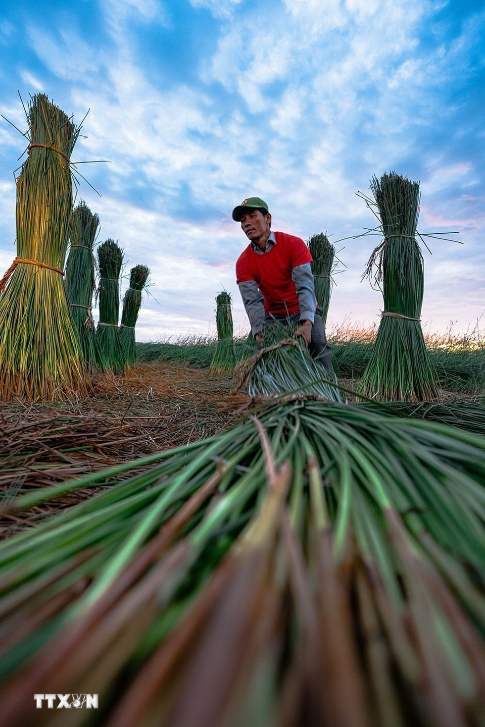 Ðối với nghề dệt chiếu, nguyên liệu rất quan trọng, nên phải lựa chọn thật kỹ, có được cọng cói vừa ý, chiếu làm ra mới chất lượng. (Ảnh: Khánh Hòa/TTXVN)