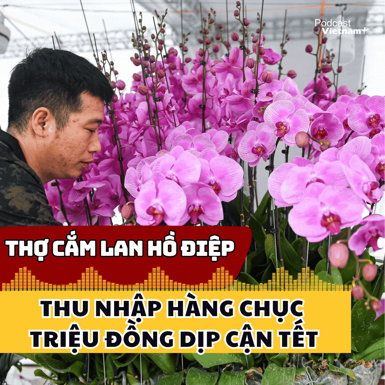 Thợ cắm lan hồ điệp thu nhập hàng chục triệu đồng dịp cận Tết