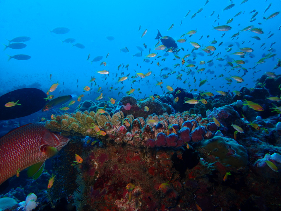 (Ảnh: CTV/Vietnam+)