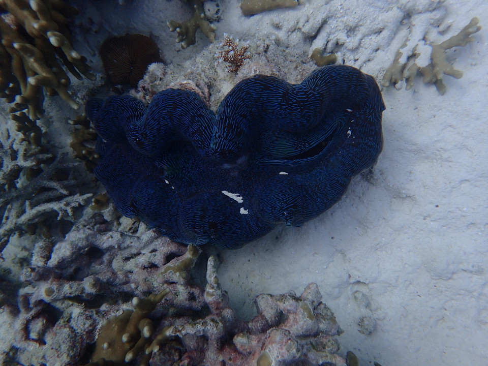 (Ảnh: CTV/Vietnam+)