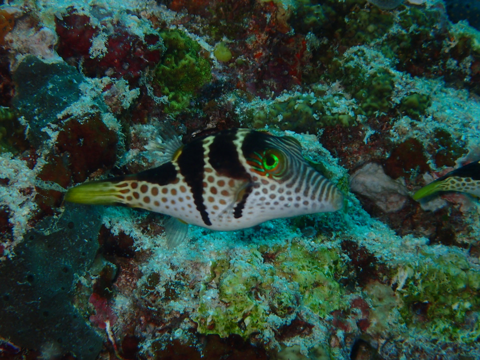 (Ảnh: CTV/Vietnam+)