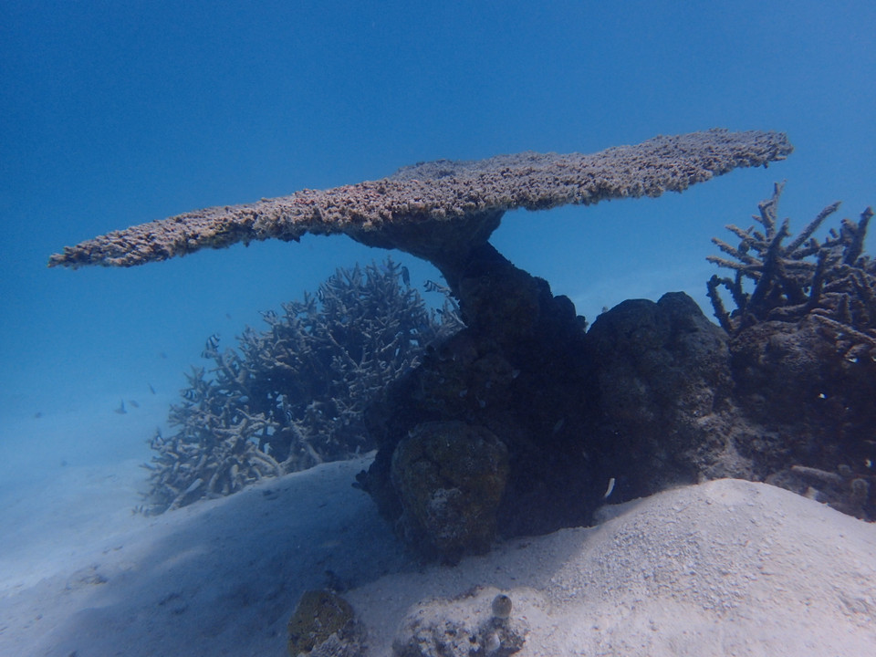 (Ảnh: CTV/Vietnam+)