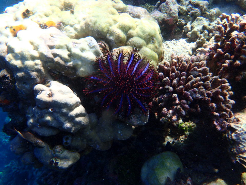 Những thợ lặn không chỉ được chiêm ngưỡng vô số các loài sinh vật biển tưởng như chỉ có ở các thủy cung lớn mà còn có thể thở cùng hơi thở đại dương... (Ảnh: CTV/Vietnam+)