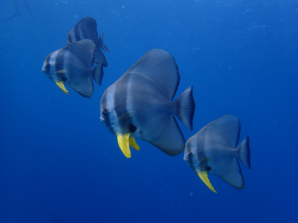 (Ảnh: CTV/Vietnam+)