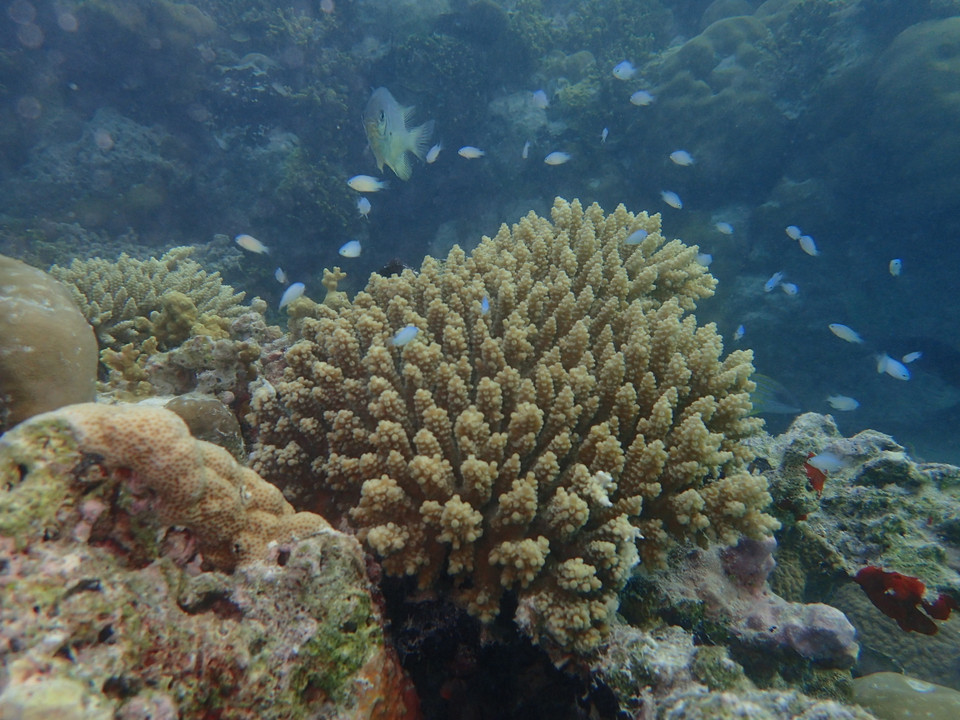 (Ảnh: CTV/Vietnam+)