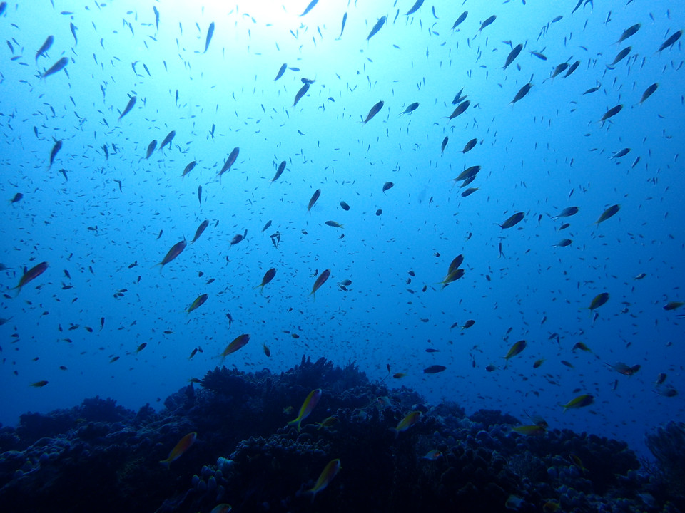 chìm lẫn vào trong đàn cá, thậm chí chạm nhẹ và những chú cá bé. (Ảnh: CTV/Vietnam+)
