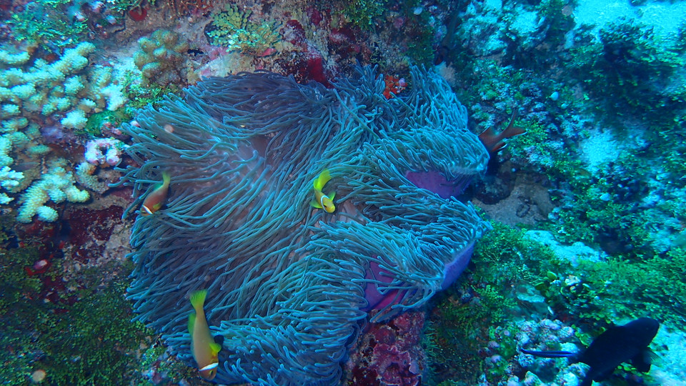 (Ảnh: CTV/Vietnam+)