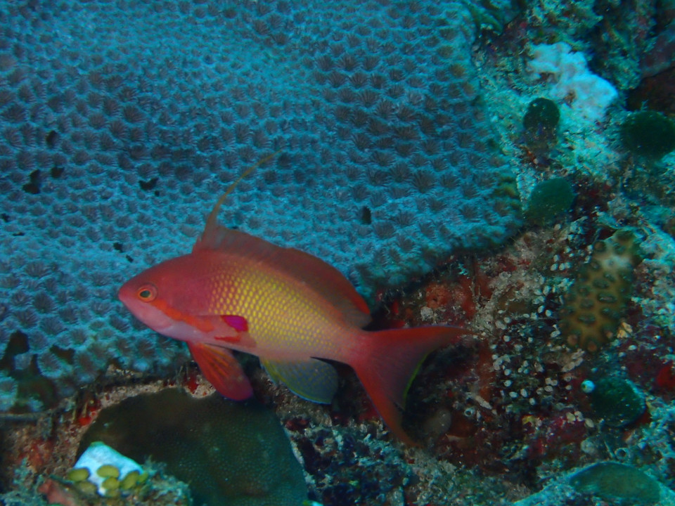 Ngắm san hô, các loài cá, sinh vật vô cùng phong phú, đa dạng sắc màu... (Ảnh: CTV/Vietnam+)