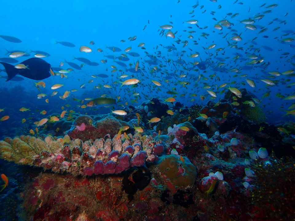 (Ảnh: CTV/Vietnam+)