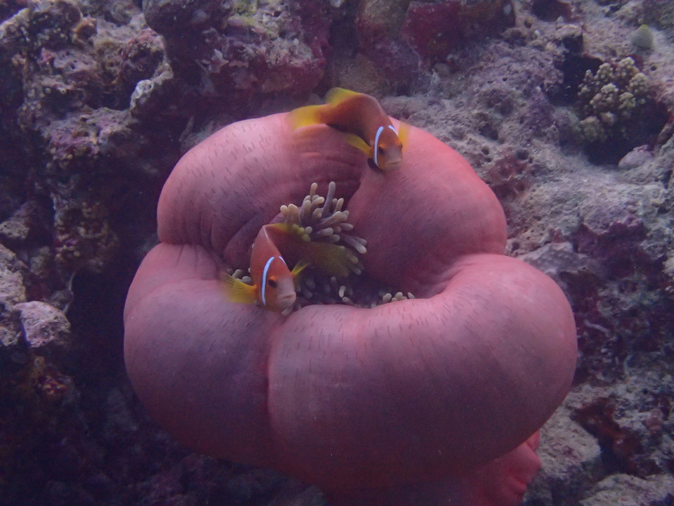 Hầu hết các khu nghỉ dưỡng đều cung cấp dịch vụ lặn biển (cho cả người chuyên nghiệp và không chuyên). (Ảnh: CTV/Vietnam+)