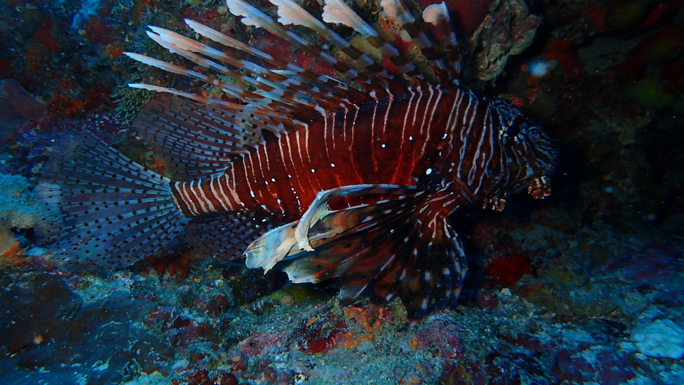 (Ảnh: CTV/Vietnam+)