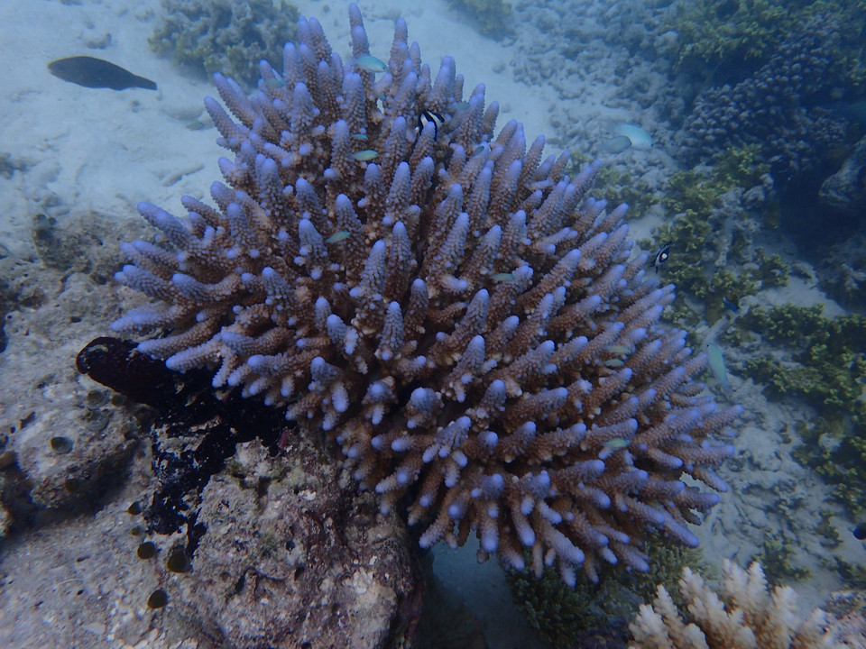 (Ảnh: CTV/Vietnam+)