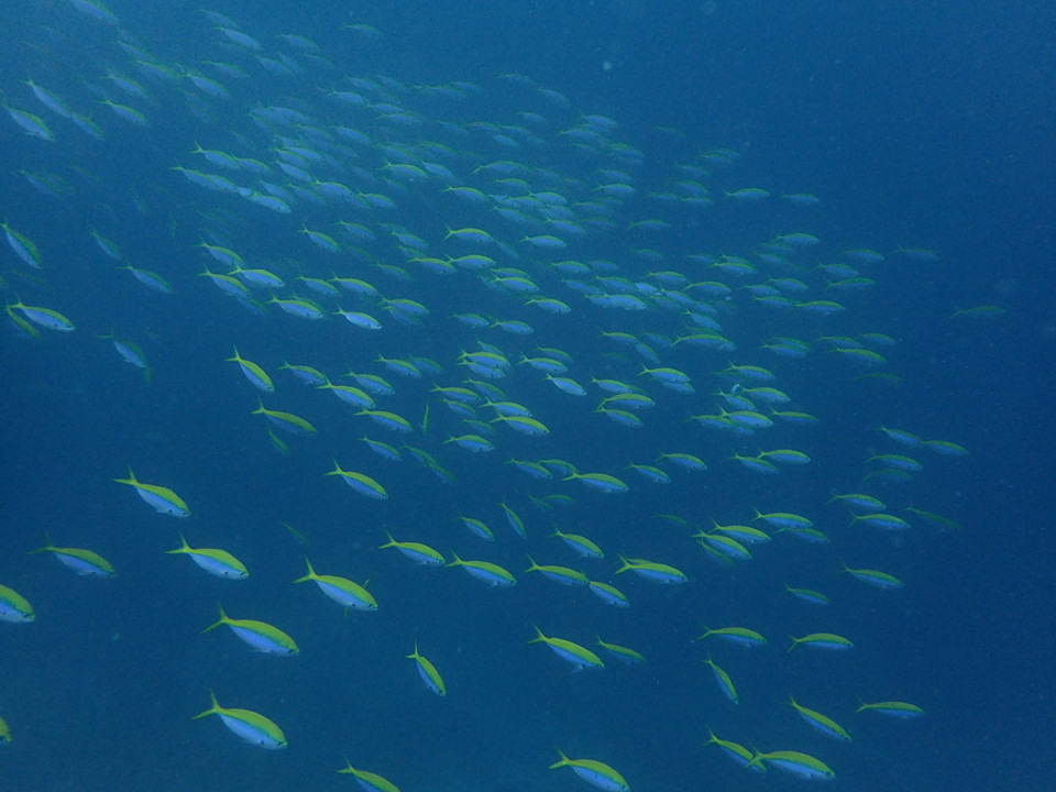 (Ảnh: CTV/Vietnam+)