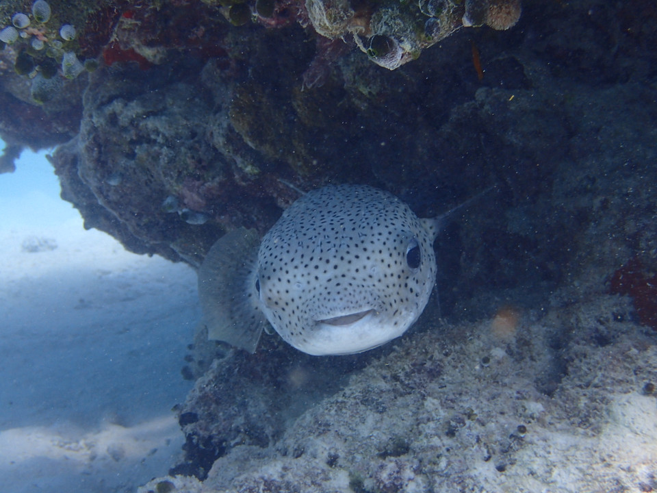 Quần đảo Maldives ngoài mê hoặc du khách với vẻ đẹp thuần khiết với những bãi cát trắng, làn nước biển Ấn Độ Dương trong vắt xanh thẳm còn là sự huyền ảo giấu tận sâu dưới đáy đại dương.