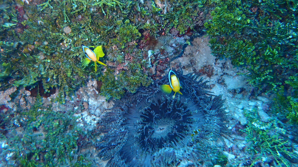 (Ảnh: CTV/Vietnam+)