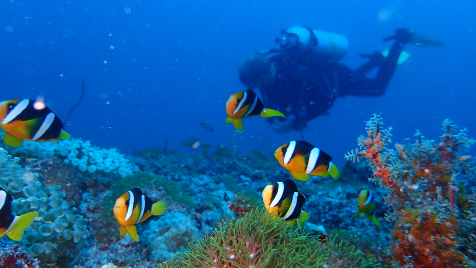 Du khách có thể hòa mình vào với đại dương...(Ảnh: CTV/Vietnam+)